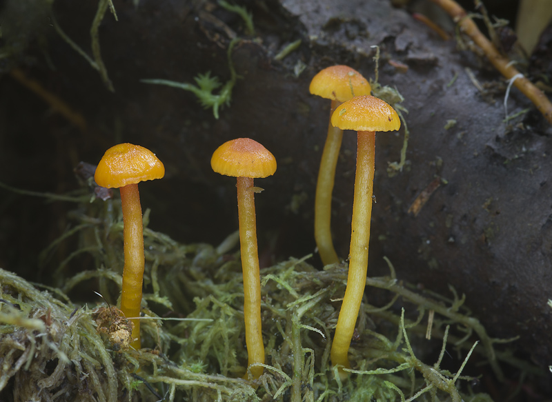 Hygrocybe insipida